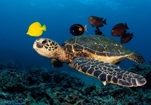 caretta-caretta