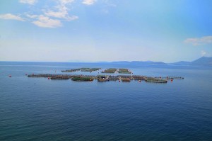 προγραμματα και διαπλοκή
