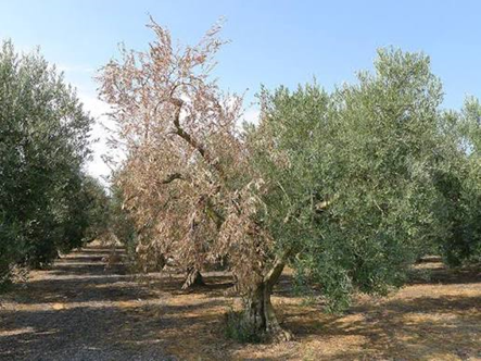 SOS: Επικίνδυνες Μυκοτοξίνες και Μύκητες στο Πιάτο μας